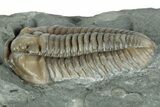 Flexicalymene Trilobite Fossil - Indiana #289060-2